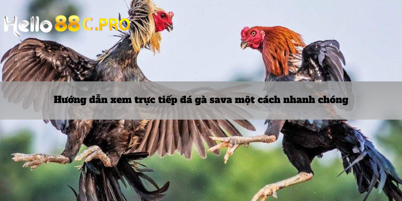 Hướng dẫn xem trực tiếp đá gà sava một cách nhanh chóng